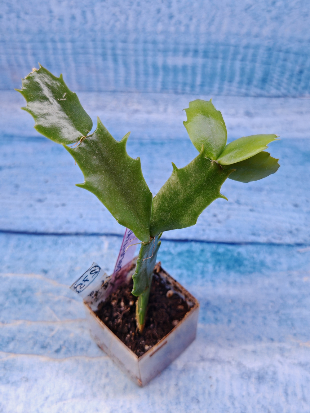 Schlumbergera cv. Thor Vita (Шлюмбергера)
