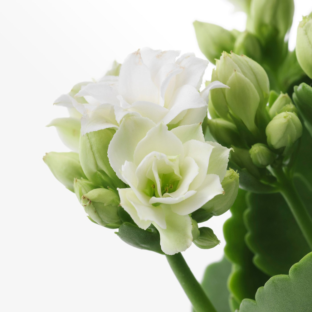 IKEA KALANCHOE  (ИКЕА КАЛАНСХОЕ)  -  Комнатное растение - Flaming Katy разные цвета 6 см