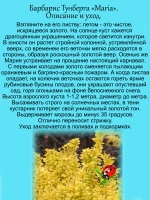Барбарис Тунберга Мария золотой