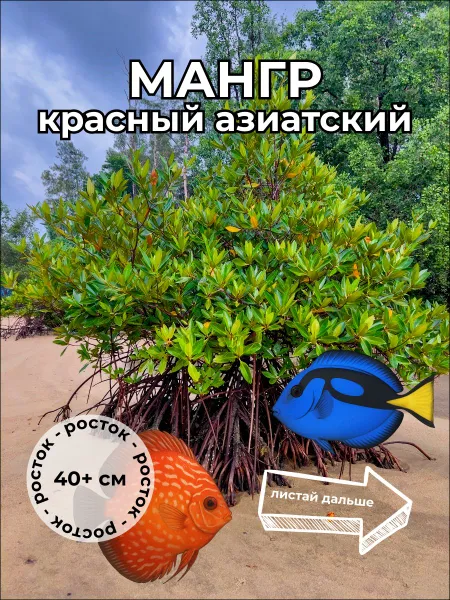 Мангр красный азиатский Rhizophora mucronata росток