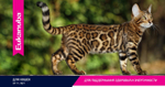 Eukanuba Senior 7+ сбалансированный сухой корм для кошек 400 г