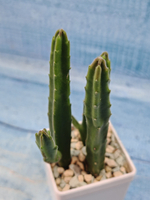 Stapelia Leendertziae (Стапелия)