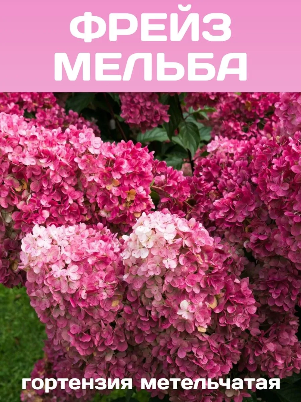Фрайз Мельба гортензия метельчатая