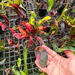 Кротон RED DIAMOND – YAD MANEE (V63)