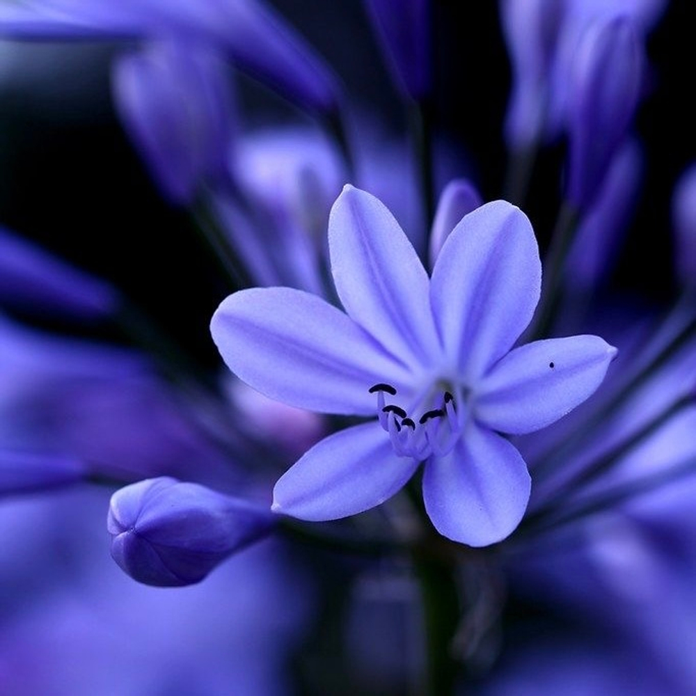 Отдушка Wild Bluebell (JO MALONE)