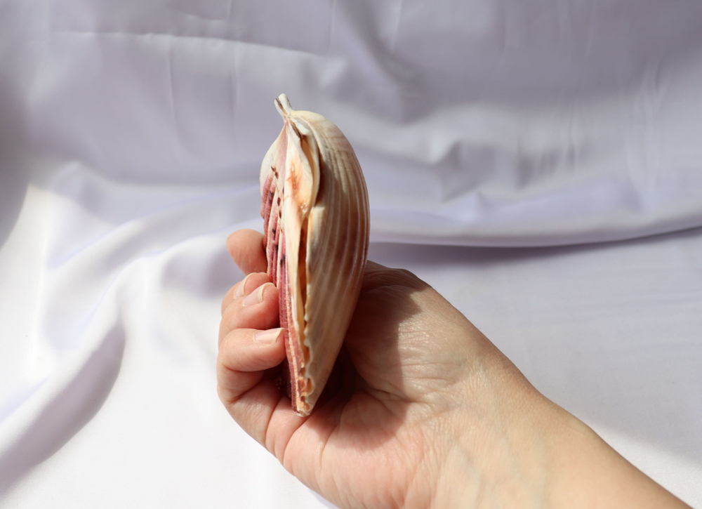 Раковина Пектен Албикан (Pecten albicans) двустворчатая (склеена), 9-12см, 1шт
