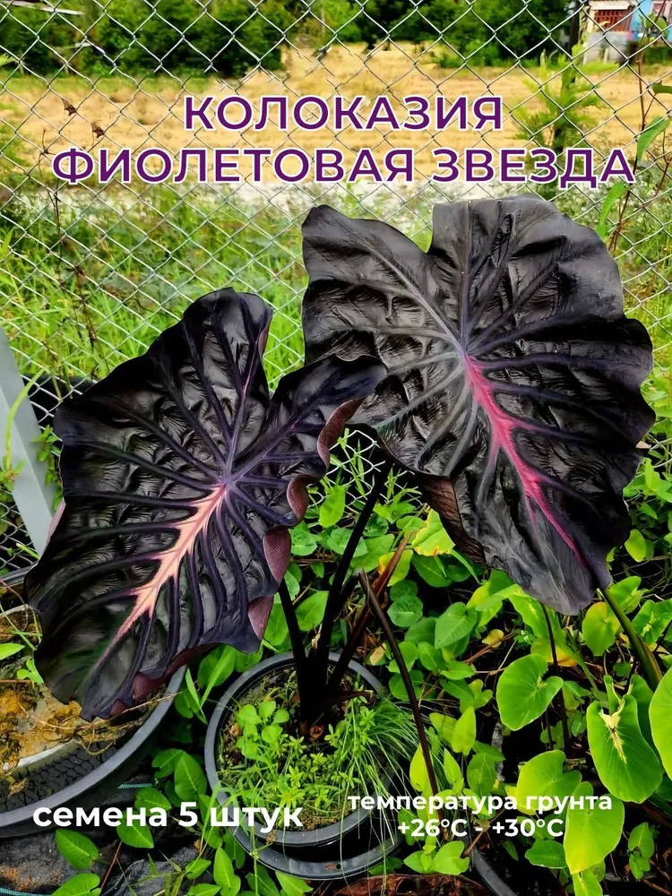 Колоказия Фиолетовая звезда семена 5 штуки