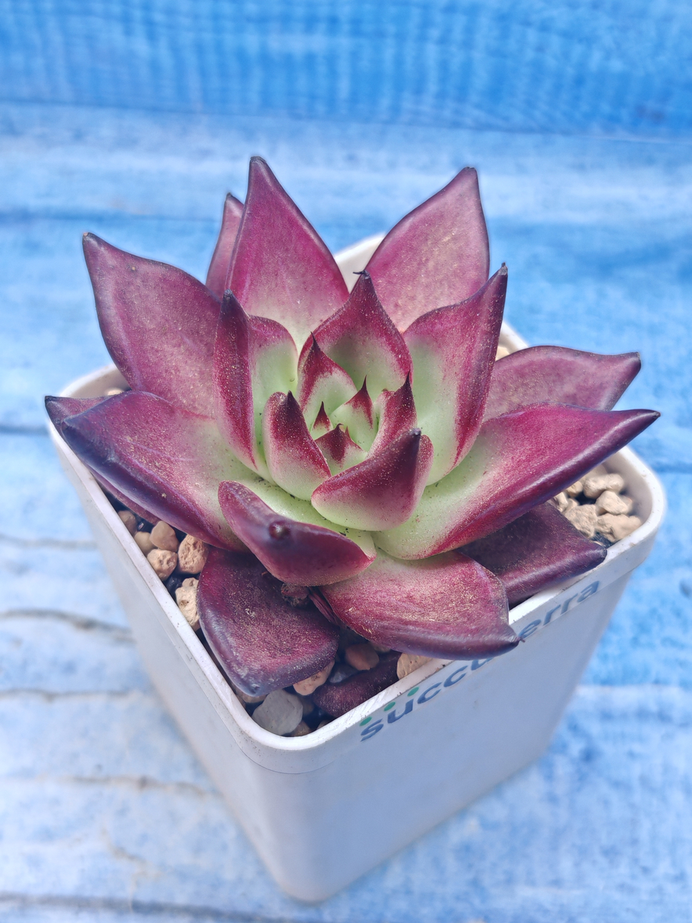 Echeveria Romeo (Эхеверия)