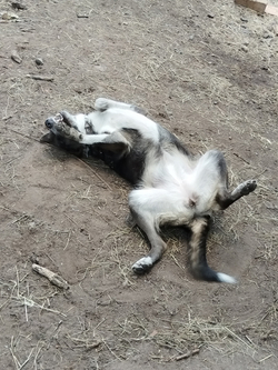 Булочка