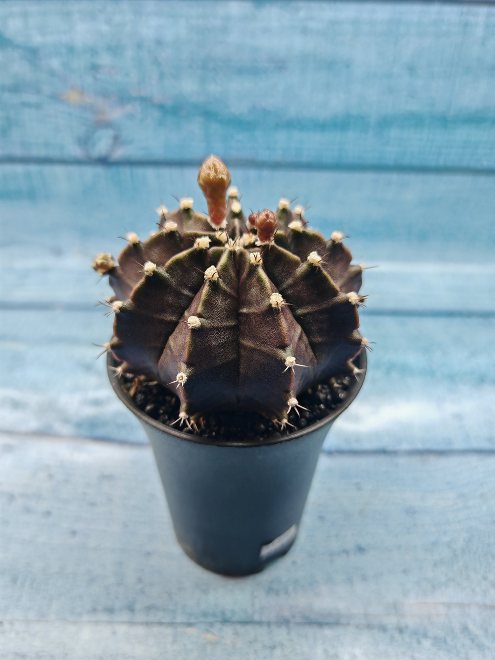 Gymnocalycium Mihanovichii black (Гимнокалициум)