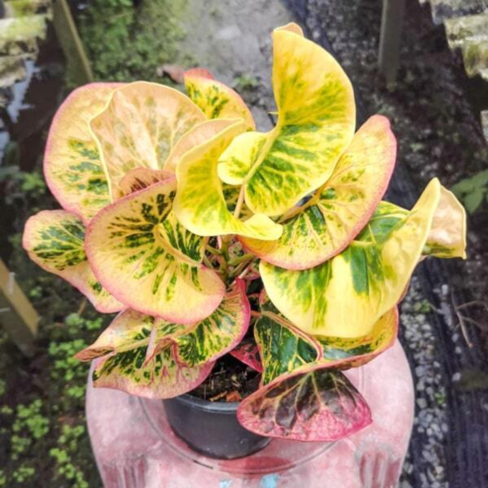 Кротон PHET CHOMPHU – PINK DIAMOND