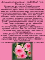 Дипладения Махровая Розовая Мандевила