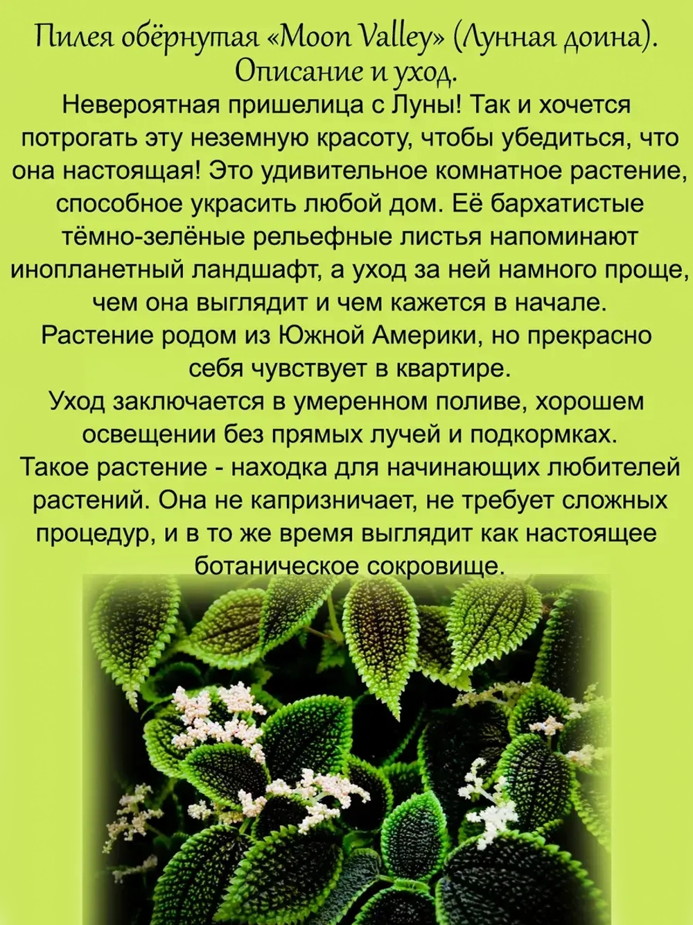 Пилея обёрнутая Лунная долина