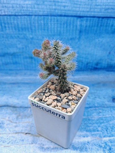 Opuntia Spinosior (Опунция)