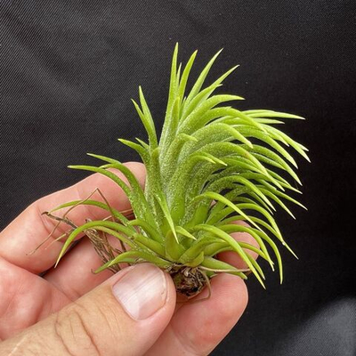 Тилландсия Ионанта Хуамелула Ionantha Huamelula, атмосферное растение размер M