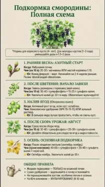 Собрали урожай смородины и крыжовника? Самое время заняться кустами!