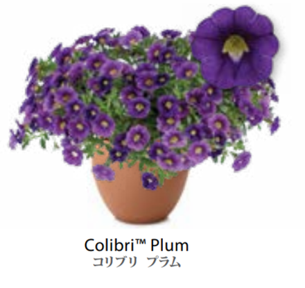 ЕВРО Калибрахоа COLIBRI Plum укоренный черенок начало января поставка 9