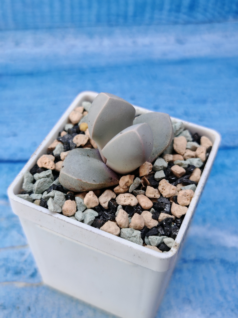 Lapidaria Margaretae (Лапидария)
