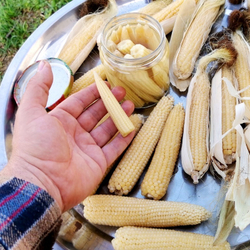 Японская Голозёрная Мини Кукуруза Baby Corn - ヤングコーン