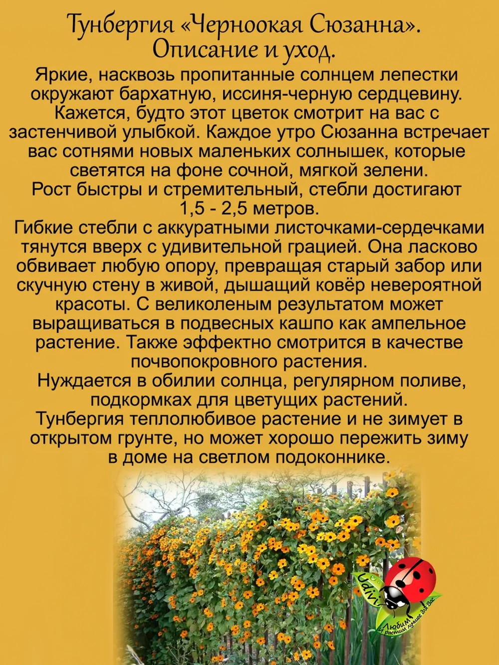 Тунбергия Черноокая Сюзанна лиана