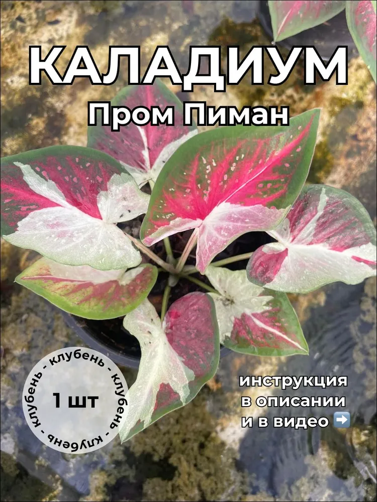 Каладиум Пром Пиман клубень
