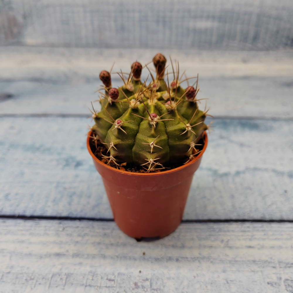 Gymnocalycium Friedrichii (Гимнокалициум)
