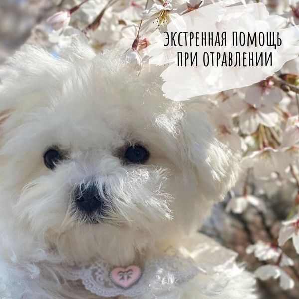 Спасти собаку при отравлении