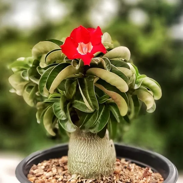 Адениум медуза (Adenium DHA Thai Medusa) семена 2 шт