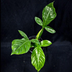 Филодендрон APPLANATUM