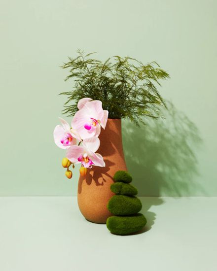 Мох и влажный папоротник (Moss & Wet Fern)