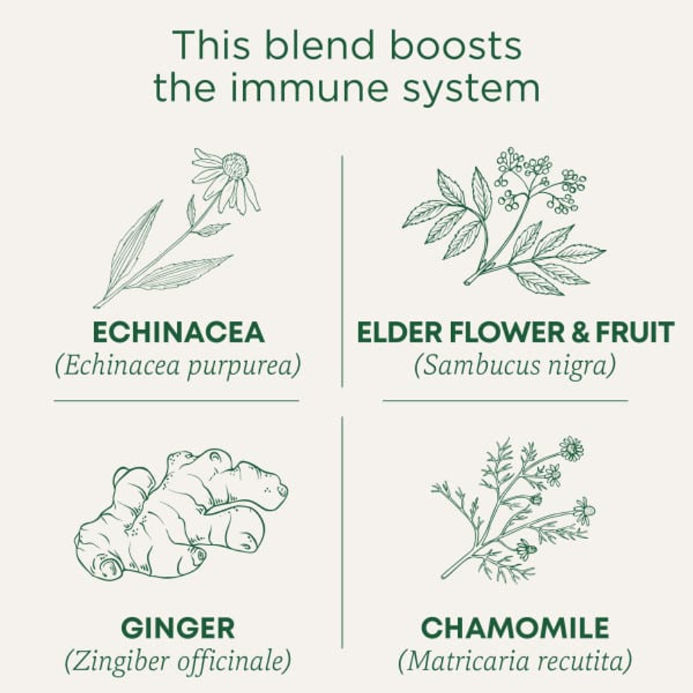 Traditional Medicinals, Organic Echinacea Plus®, бузина, без кофеина, 16 чайных пакетиков, 24 г (0,85 унции)