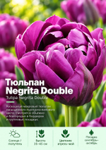Тюльпан Negrita Double