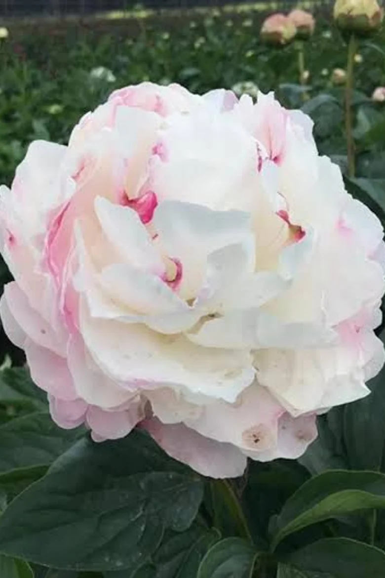 Paeo Gardenia 3/5.