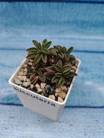 Peperomia Asperula (Переромия)