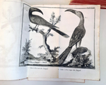 "Орнитология или метод, содержащий разделение птиц на отряды. (Ornithologie ou methode contenant la division des oiseaux en ordres)". Mathurin-Jacques Brisson (Матюрен-Жак Бриссон). 0г.