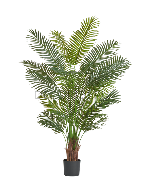 Пальма Арека Хризалидокарпус New в-180 см (Sensitive Botanic) 2/2 10.11956N