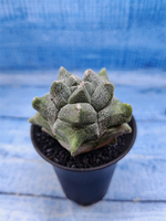 Astrophytum Myriostigma monstrosa (Астрофитум)