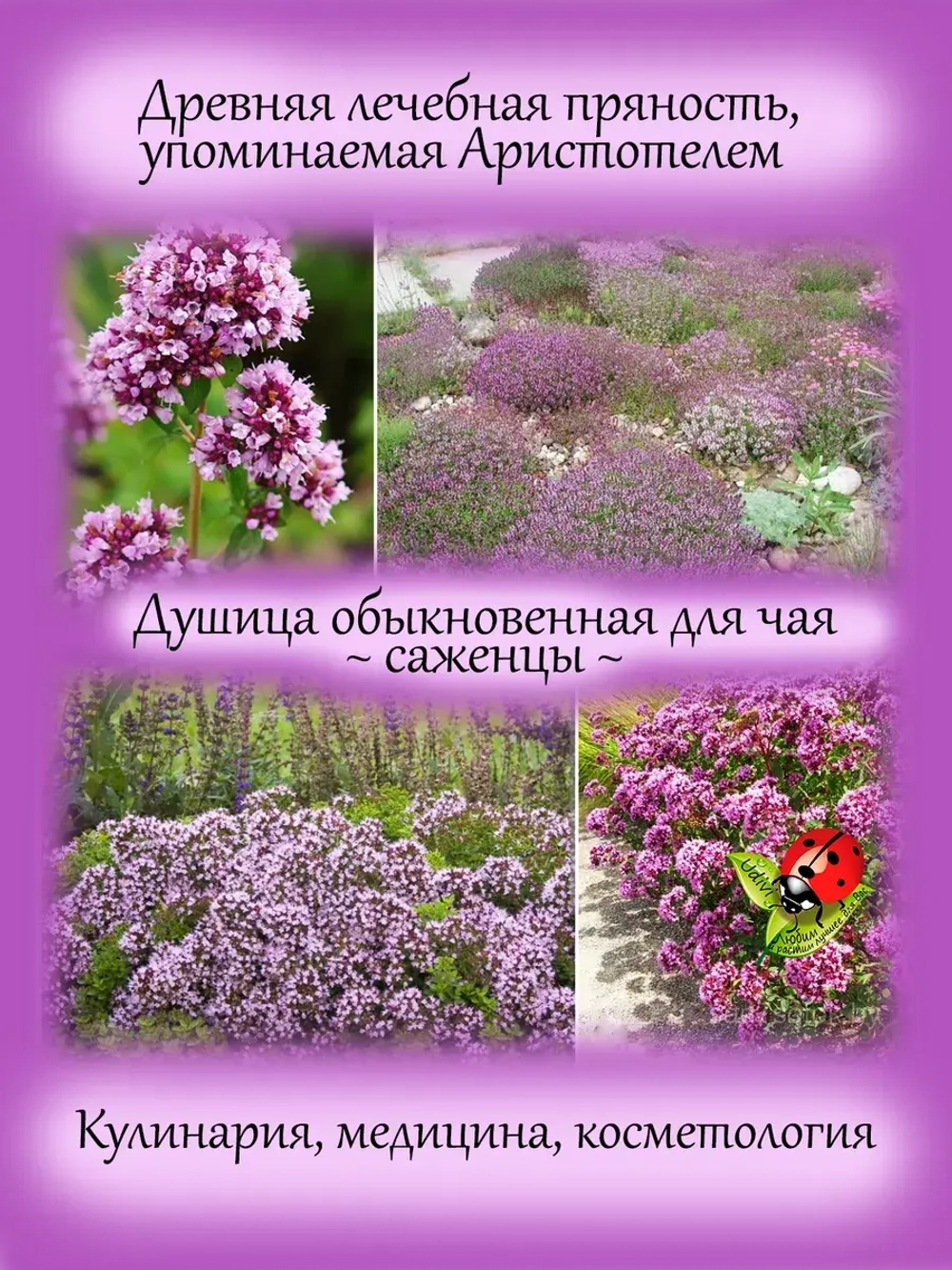 Душица Обыкновенная трава для чая лечебная Орегано