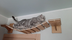 кошка на мостике