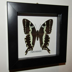 Бабочка Papilio delalandei в рамке
