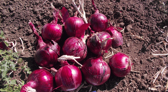 ЕХ 077 F1 семена лука репчатого (Seminis / Семинис) – фото 6