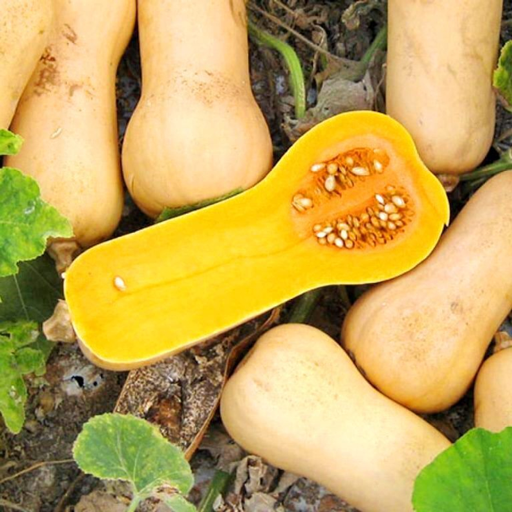 Уолтемская Тыква Баттернат - Waltham Butternut Squash