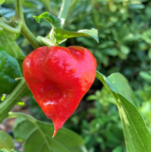 Семена острого перца Язык Дьявола (Devil's Tongue Red) 25шт