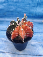 Gymnocalycium Variegata (Гимнокалициум Вариегатный)