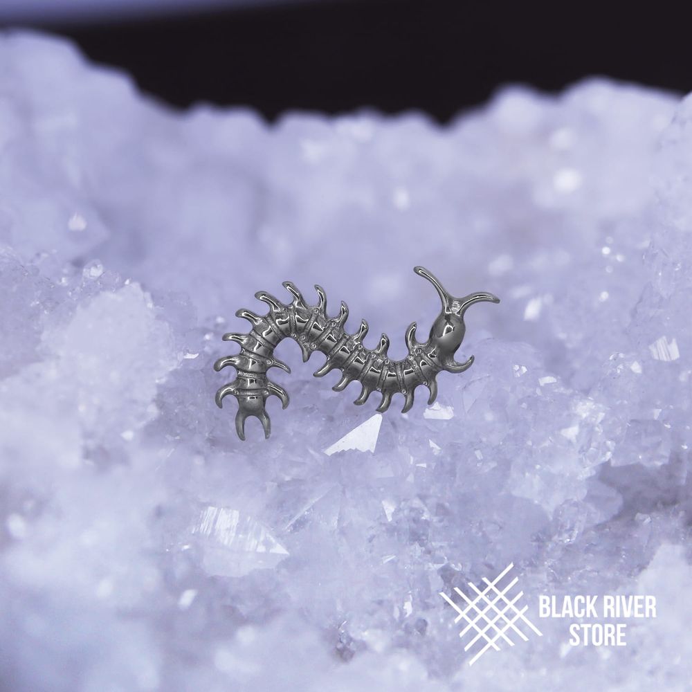 Scolopendra