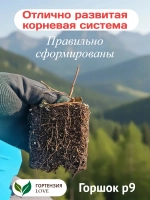 Ванилла Фрейз гортензия метельчатая