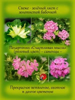 Пеларгония Счастливая мысль розовый Хеппи Тач