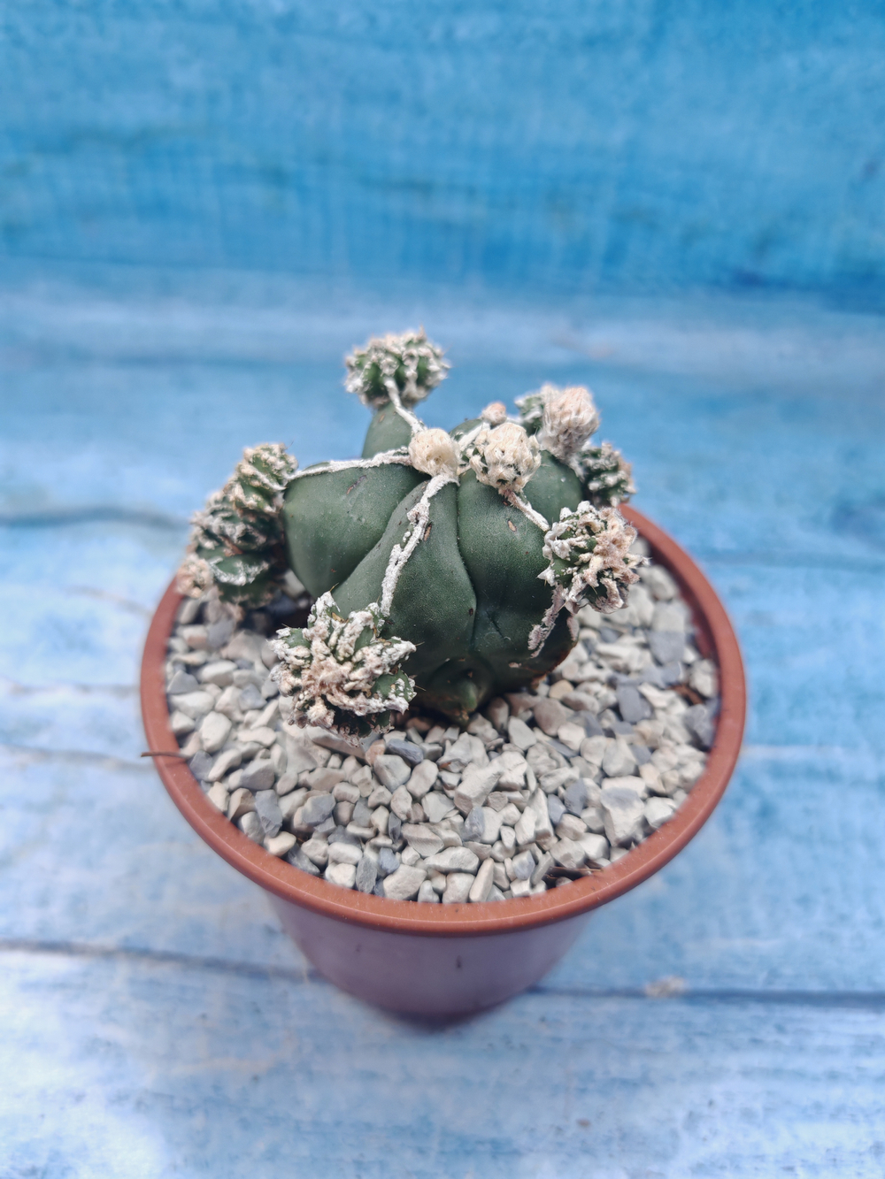 Astrophytum Myriostigma "Hakujo Fukuryu" (Астрофитум)