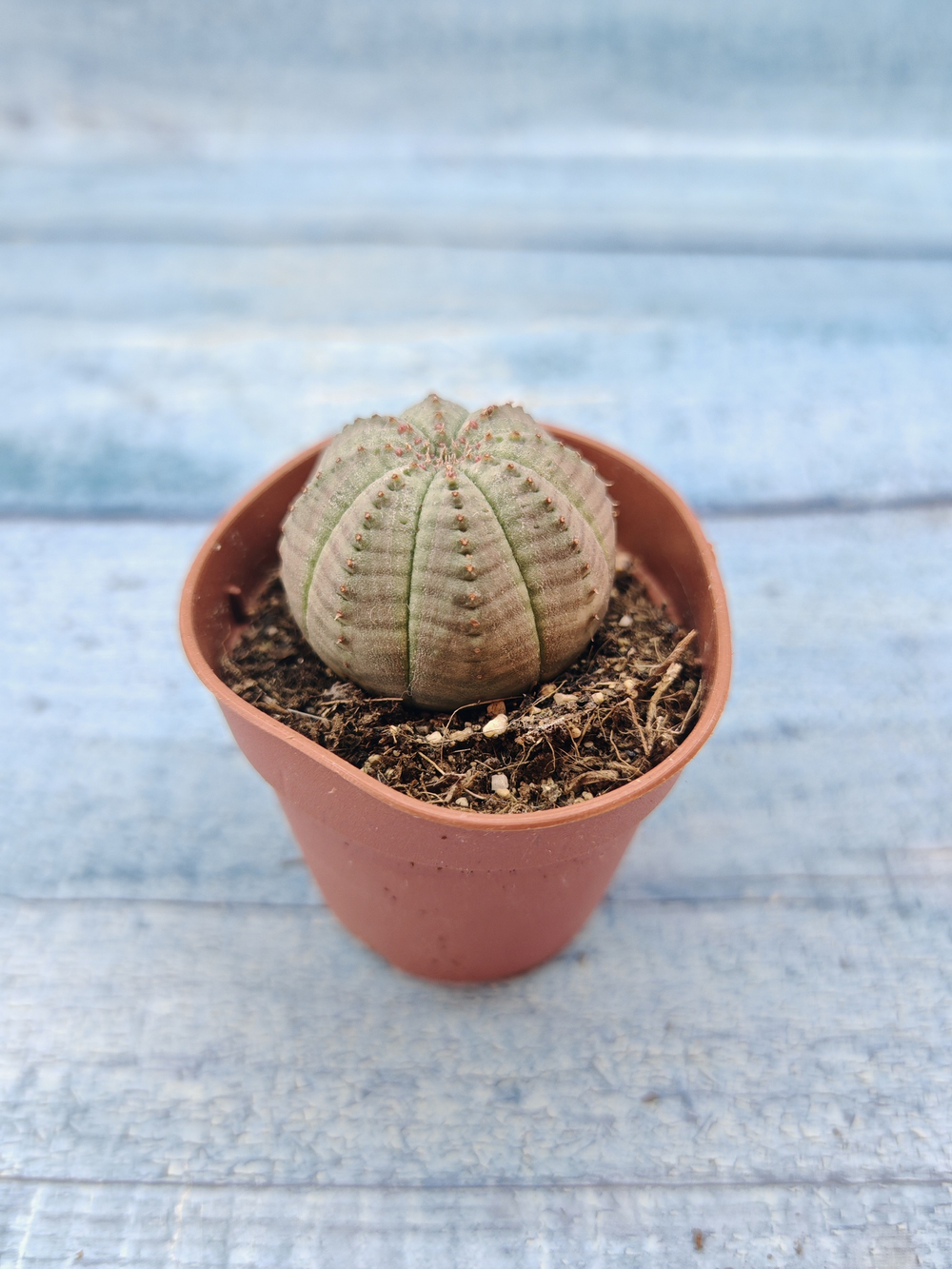 Euphoria Obesa (Эуфорбия)