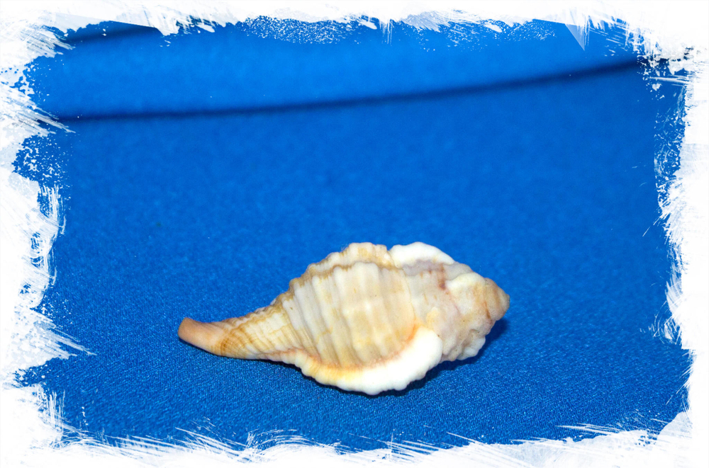 Triton ficoides
